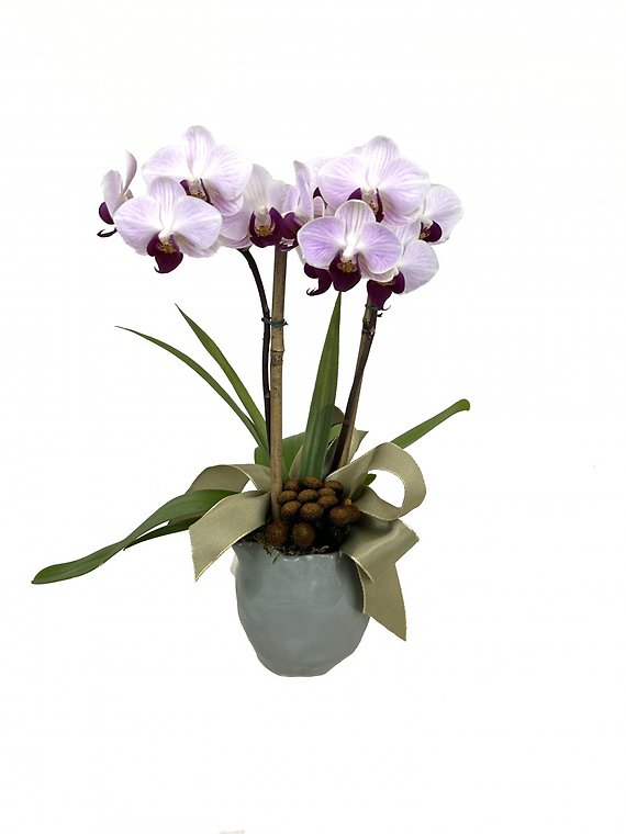 Desktop Orchid Plant