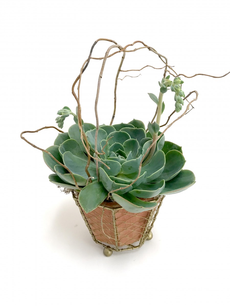 Large Succulent Plant