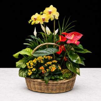 XLarge Plant Basket