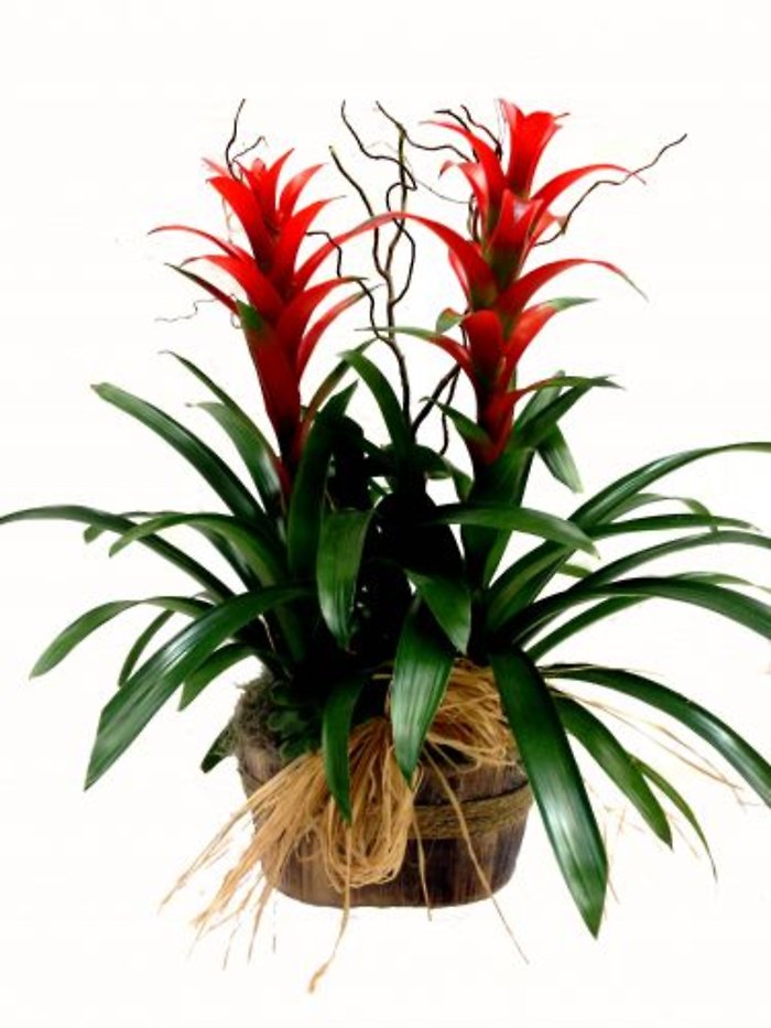 Double Bromeliad Plant