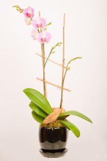 Small Blooming Orchid Plant