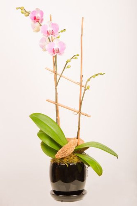 Small Blooming Orchid Plant