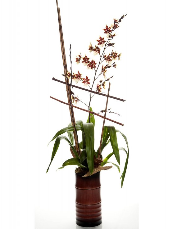 Wildcat Orchid Plant
