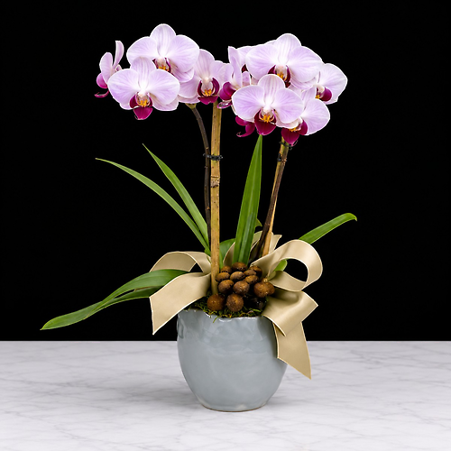 Desktop Orchid Plant