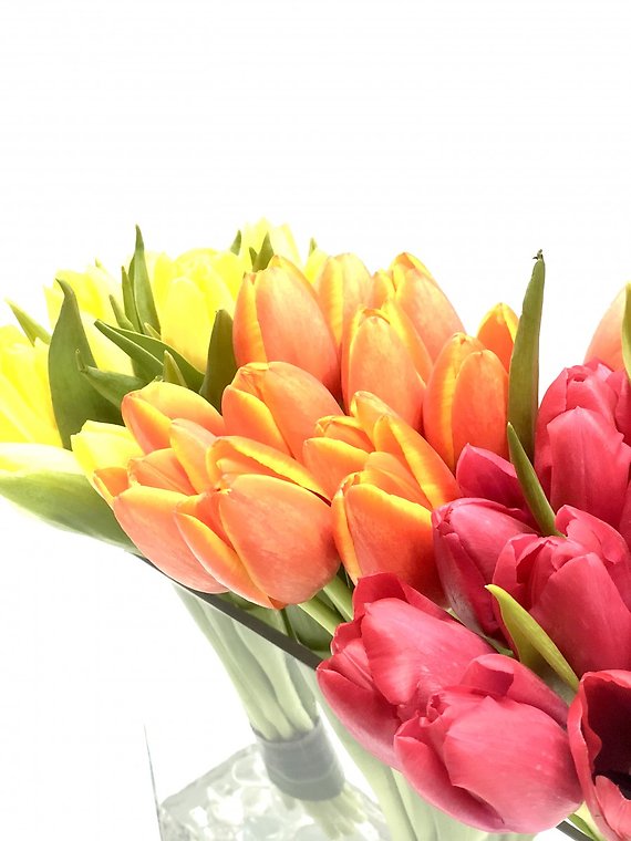 Cosmopolitan Tulips Bouquet
