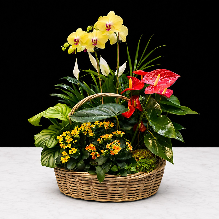 XLarge Plant Basket
