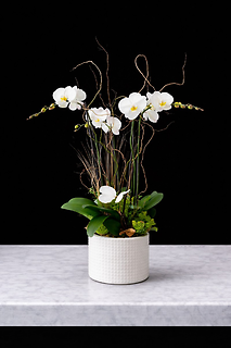 Double Stem Orchid Plant