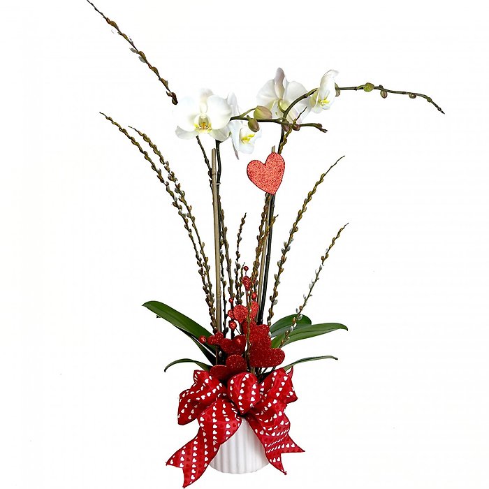 Orchid Lust Plant