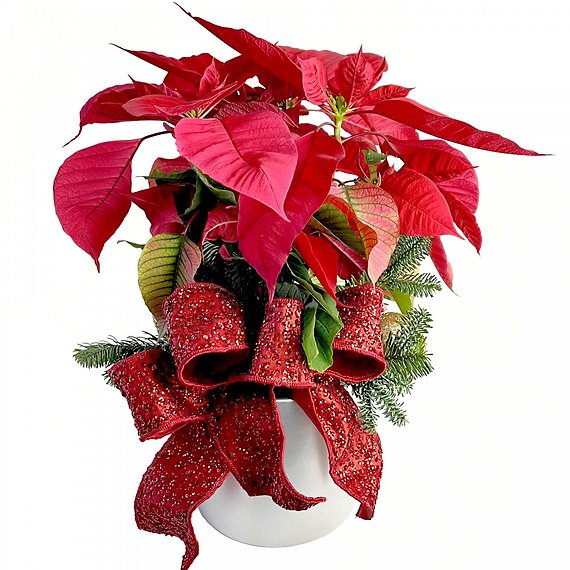 Red Poinsettia Plant