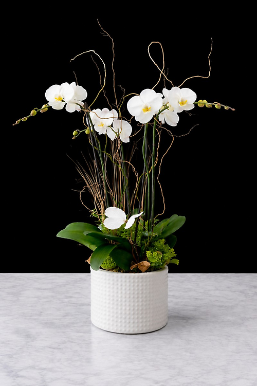 Double Stem Orchid Plant
