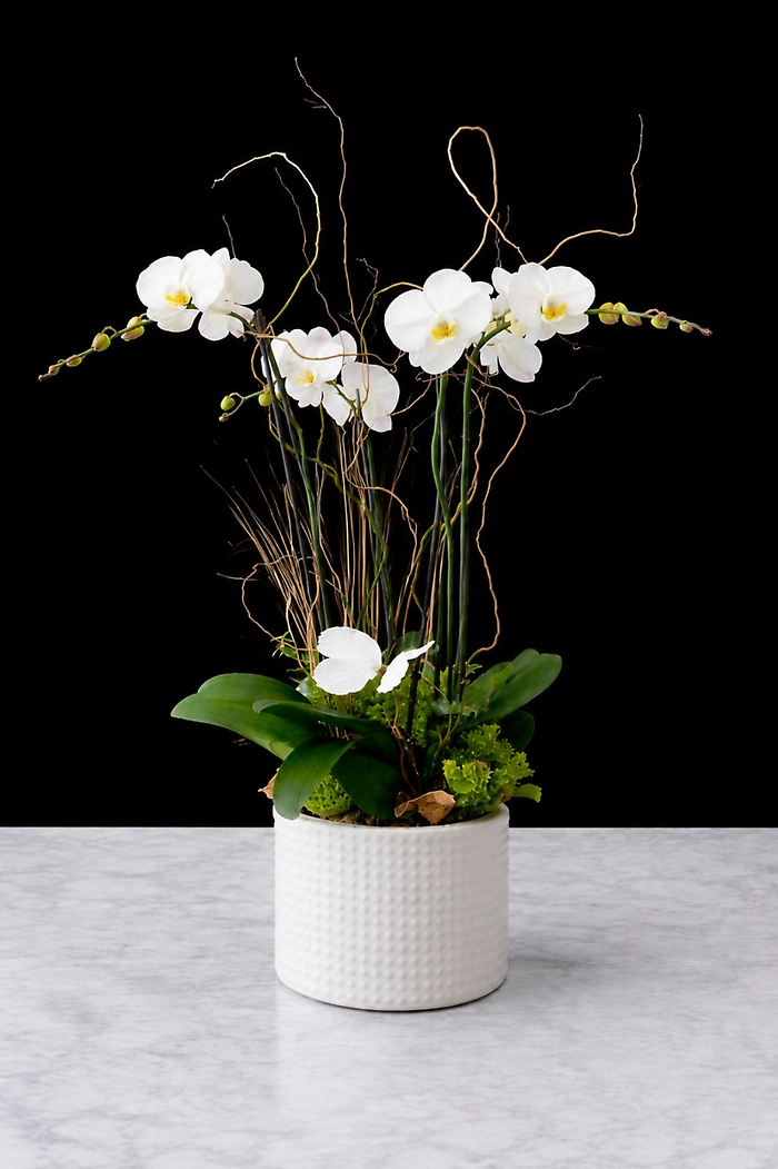 Double Stem Orchid Plant