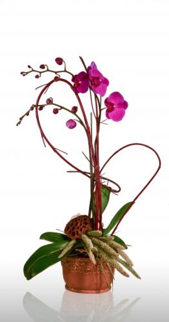 Summer Orchid Plant