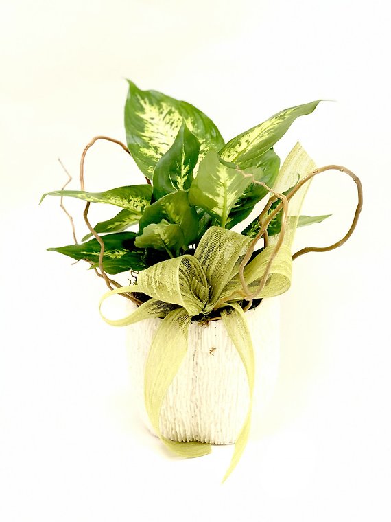 Dieffenbachia Plant