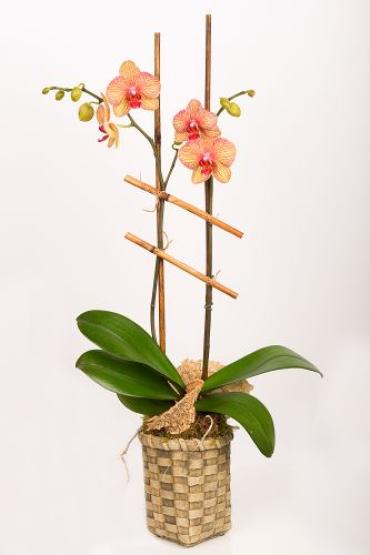Spring Orchid Plant
