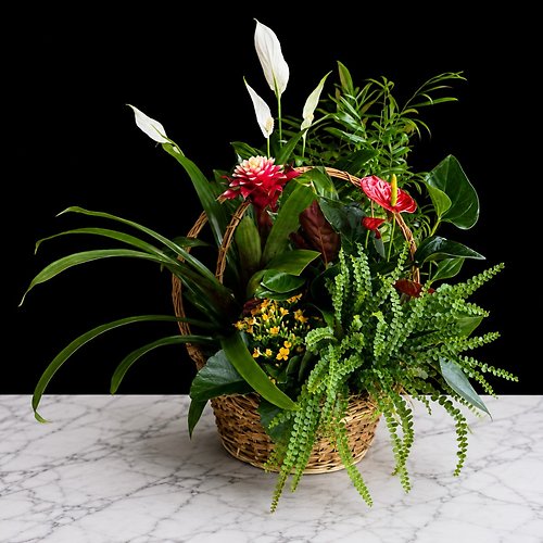 Medium Plant Basket