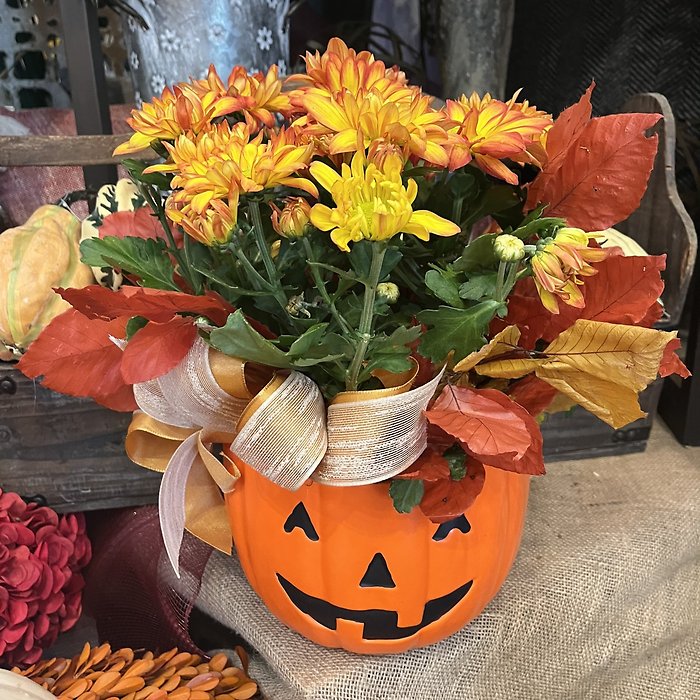 Pumpkin Patch Mums