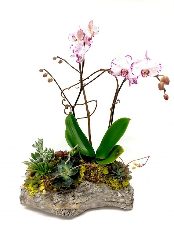 Orchid Garden Plant