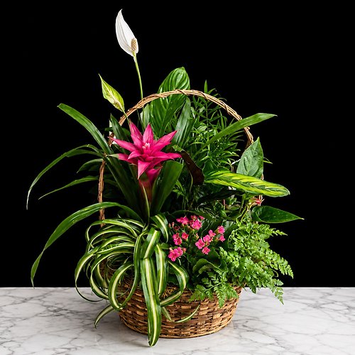 Large Plant Basket