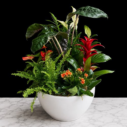 Large Ceramic Dish Garden