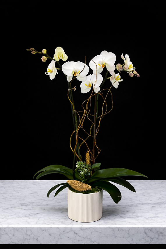 Spring Orchid Plant