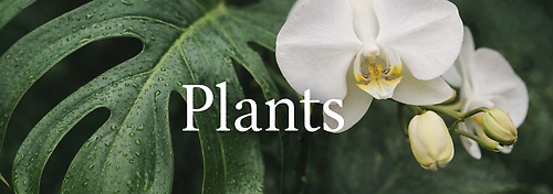 Plant Collection