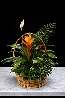 Medium Plant Basket