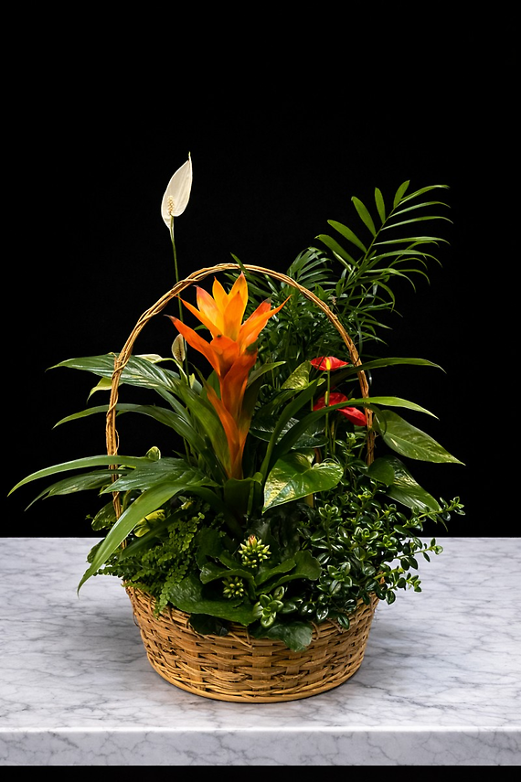 Medium Plant Basket