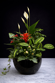 Large Ceramic Dish Garden