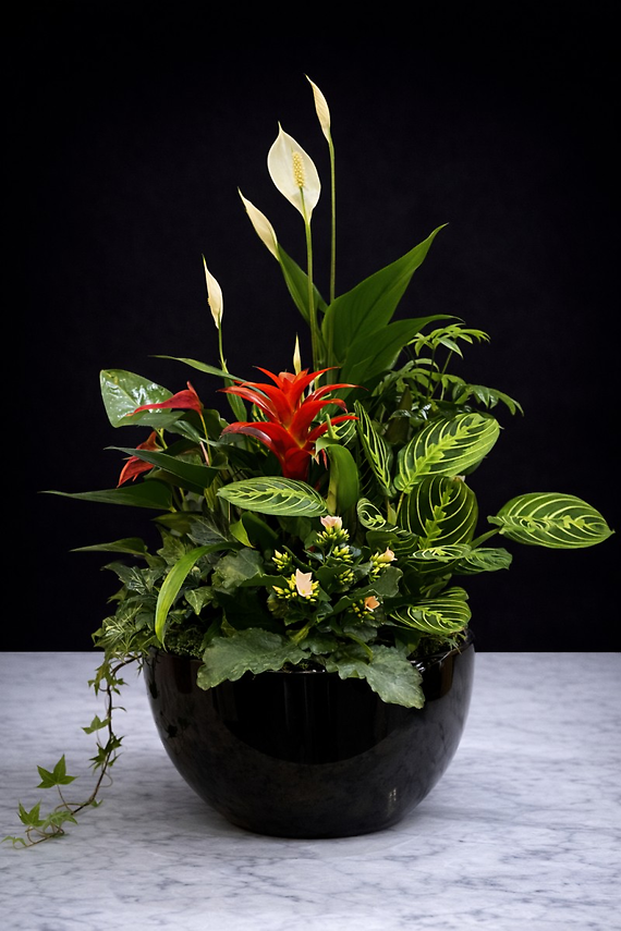 Large Ceramic Dish Garden