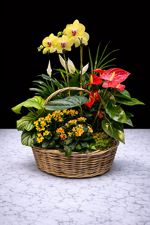XLarge Plant Basket