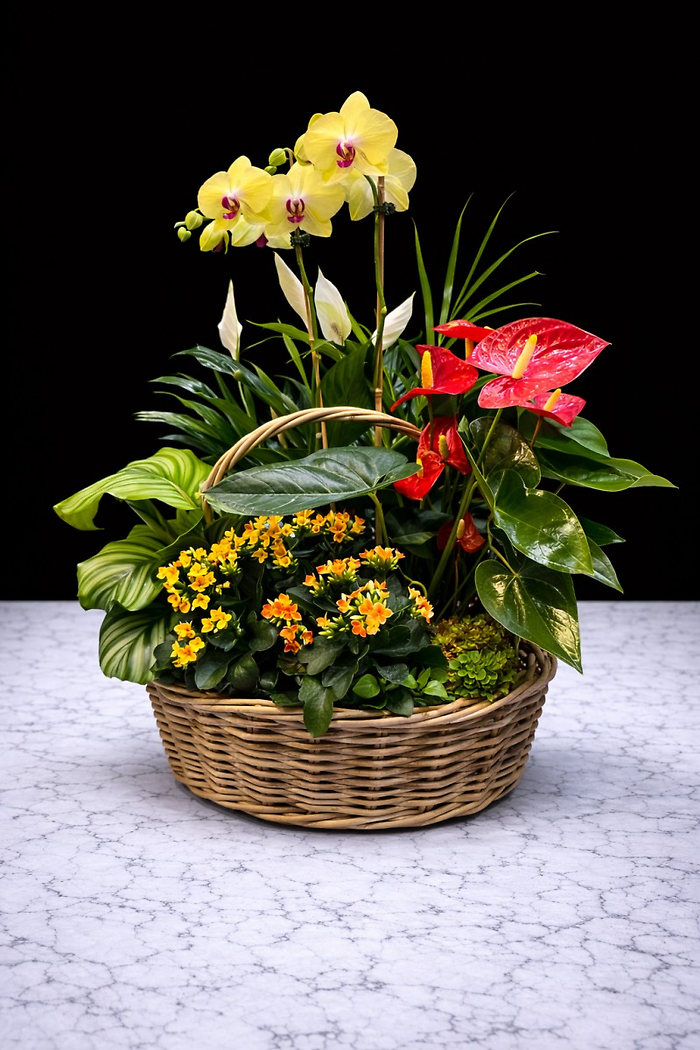 XLarge Plant Basket