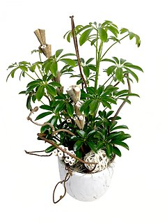 Schefflera Plant