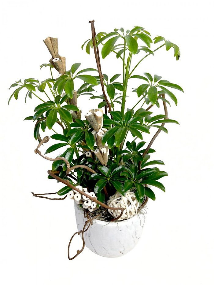Schefflera Plant