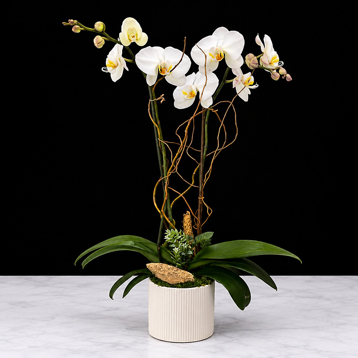 Spring Orchid Plant