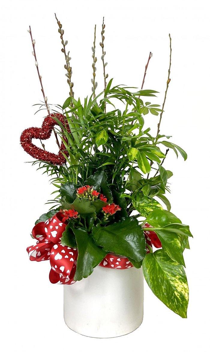 Medium Ceramic Dish Garden
