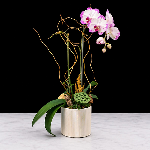 Spring Orchid Plant