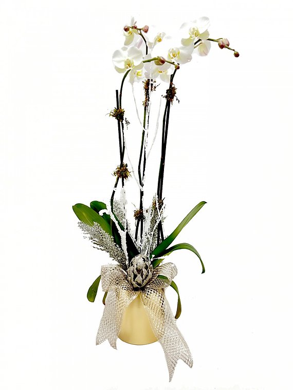 Winter Orchid Plant