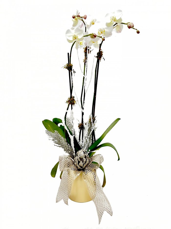Winter Orchid Plant