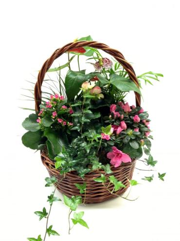 Medium Plant Basket