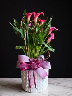 Blushing Calla Garden