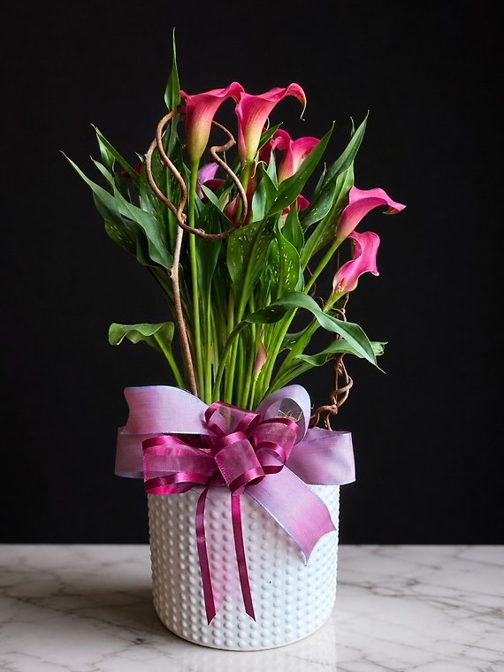Blushing Calla Garden