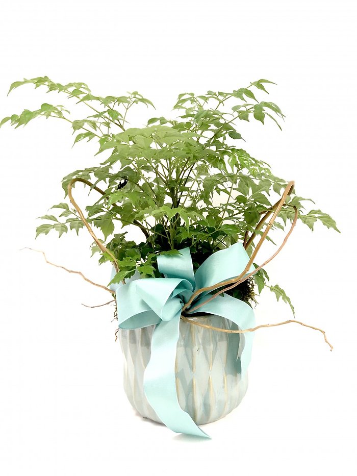 China Doll Plant