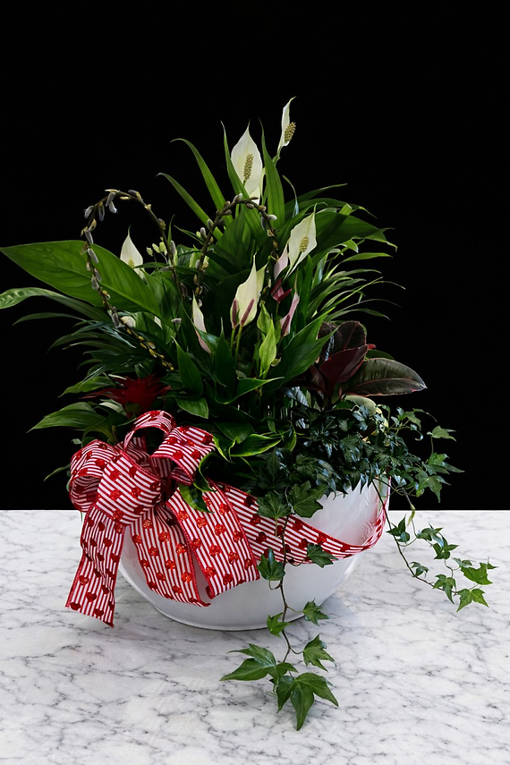 Large Ceramic Dish Garden