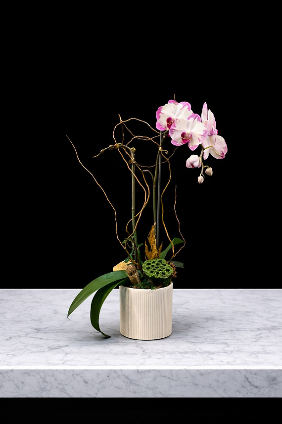 Spring Orchid Plant