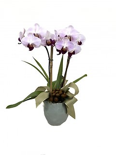 Desktop Orchid Plant