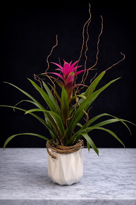 Bromeliad Plant