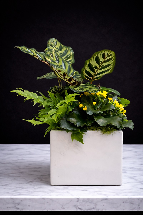 Medium Ceramic Dish Garden